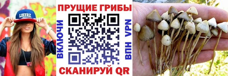 Псилоцибиновые грибы Cubensis  Снежногорск 